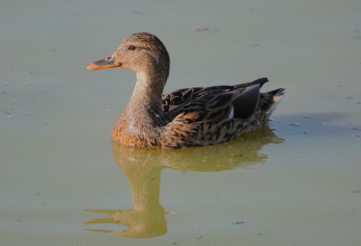 Mallard - ML645511719