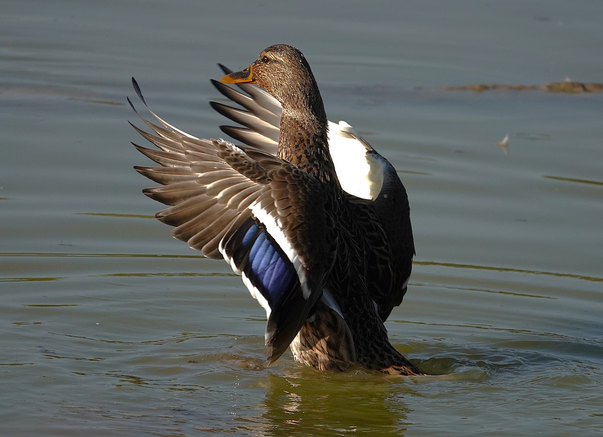 Mallard - ML645511720