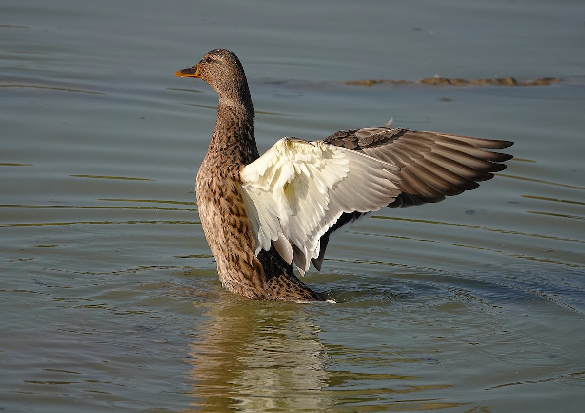 Mallard - ML645511721