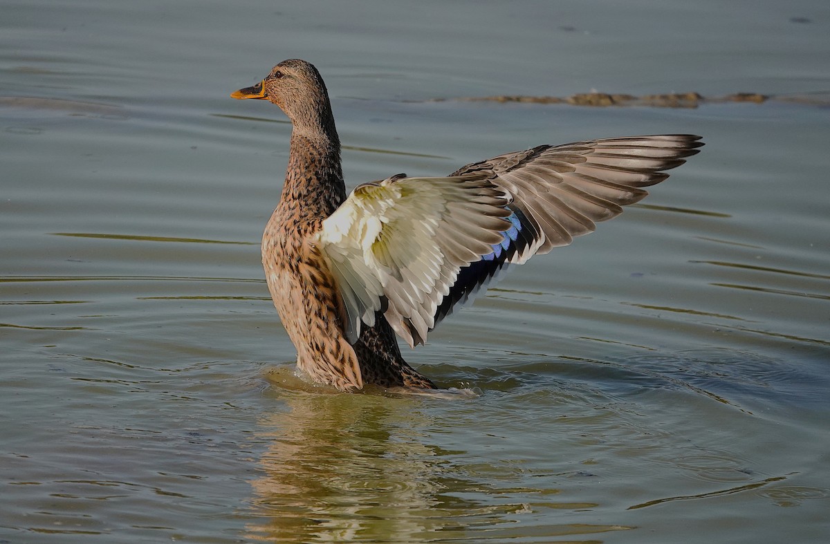 Mallard - ML645511722