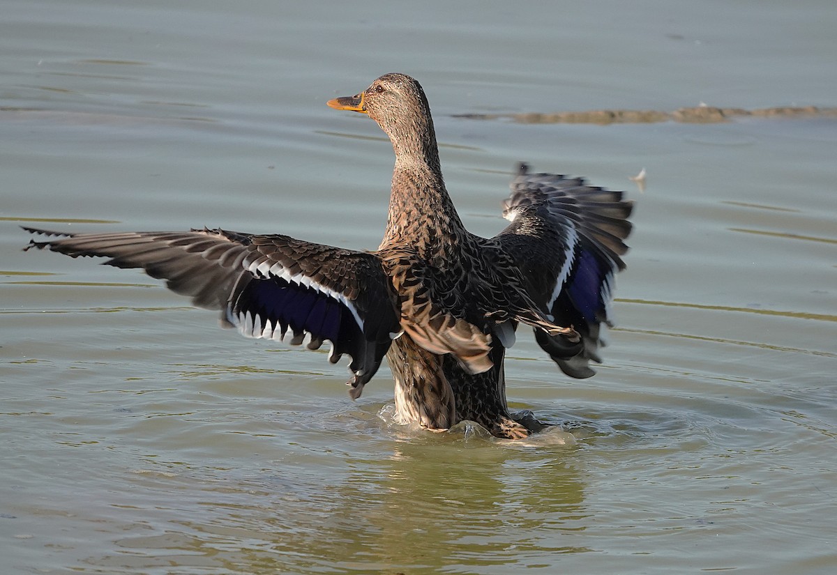 Mallard - ML645511723