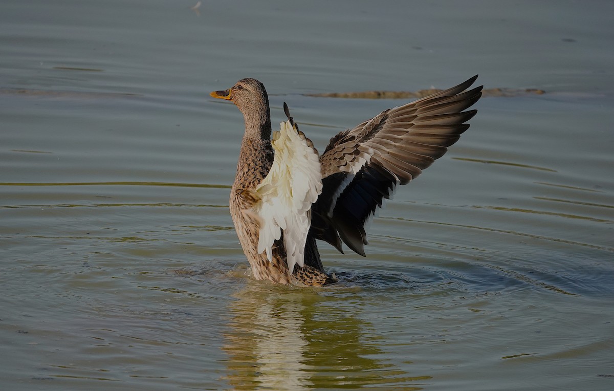 Mallard - ML645511724