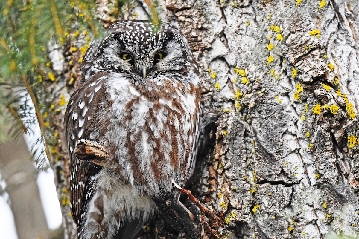 sýc rousný - ML645511727