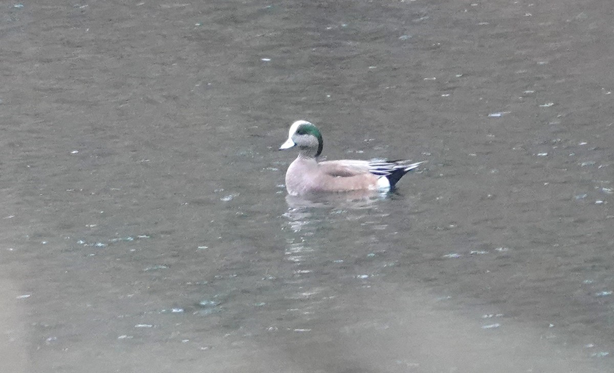 American Wigeon - ML645511730