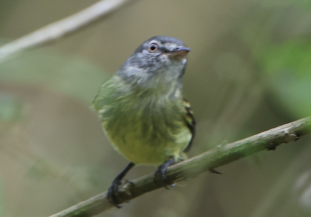 White-fronted Tyrannulet - ML645511750