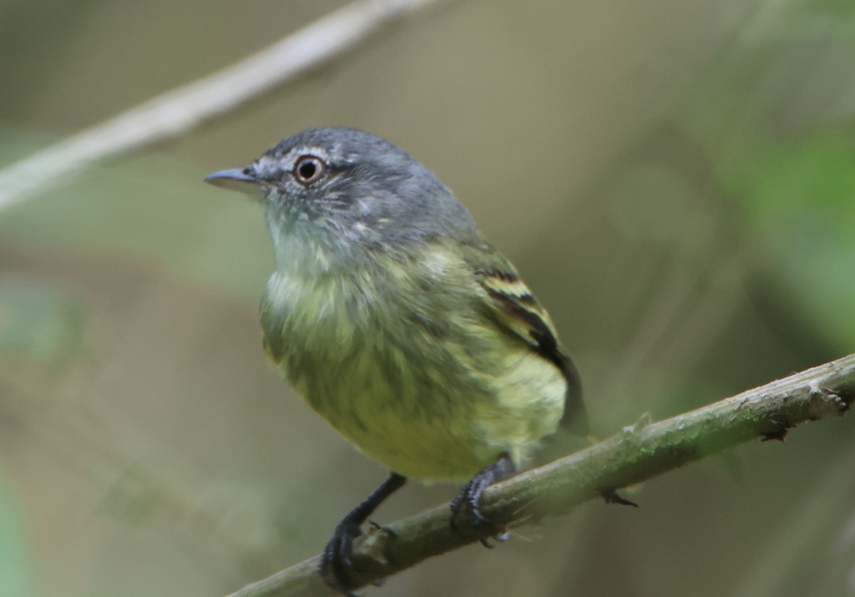 White-fronted Tyrannulet - ML645511751