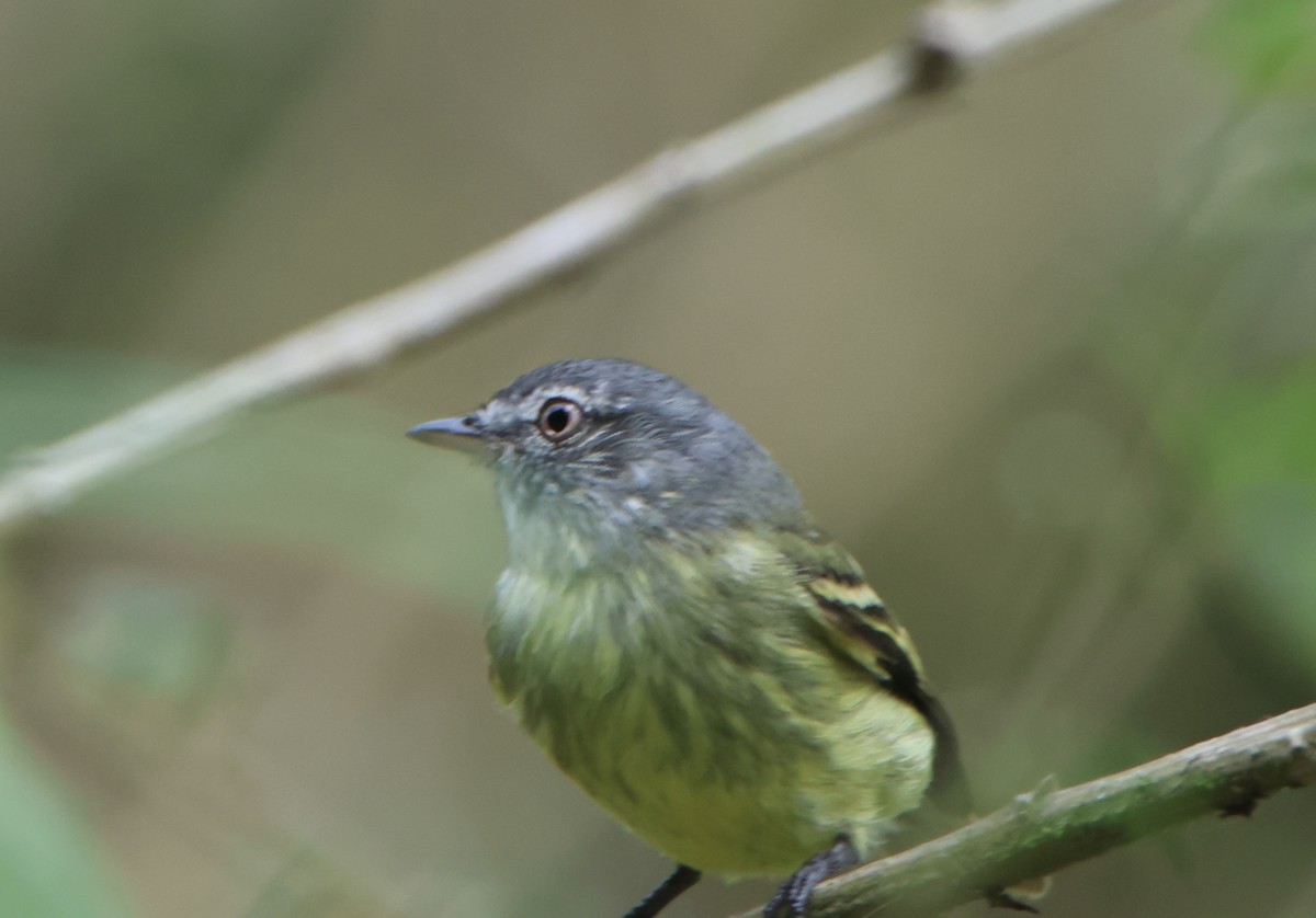 White-fronted Tyrannulet - ML645511752