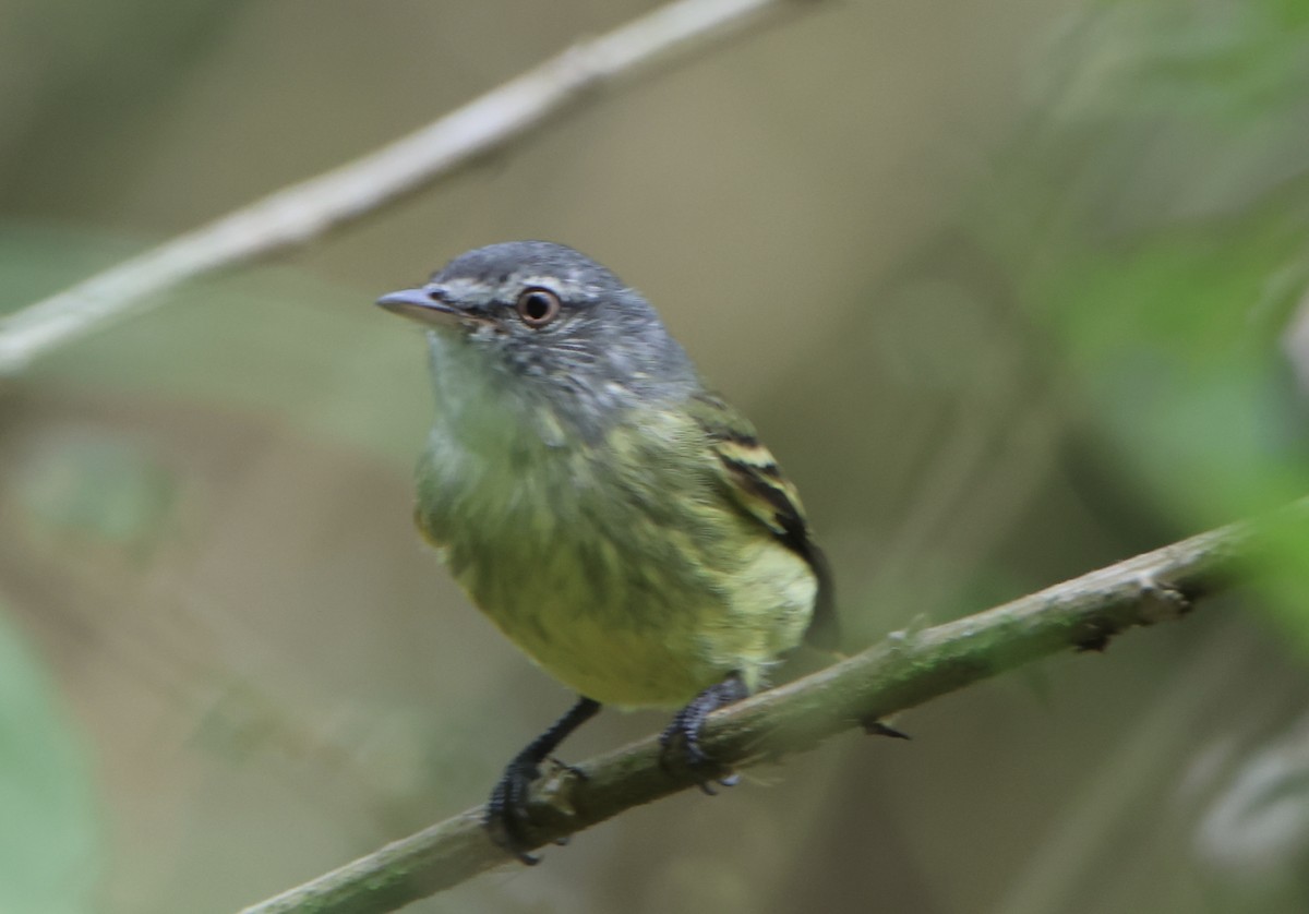 White-fronted Tyrannulet - ML645511753
