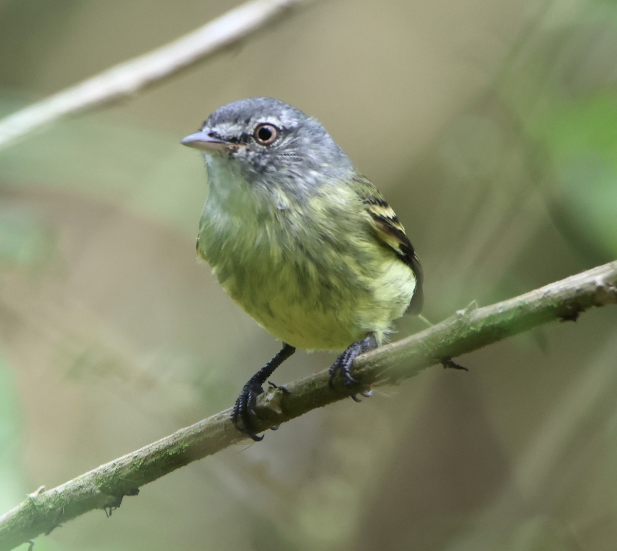 White-fronted Tyrannulet - ML645511754