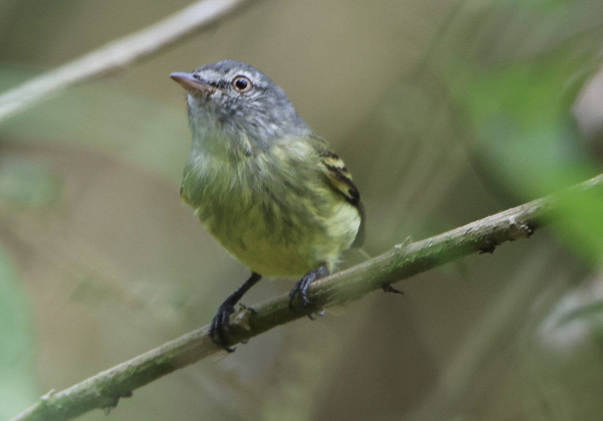 White-fronted Tyrannulet - ML645511755