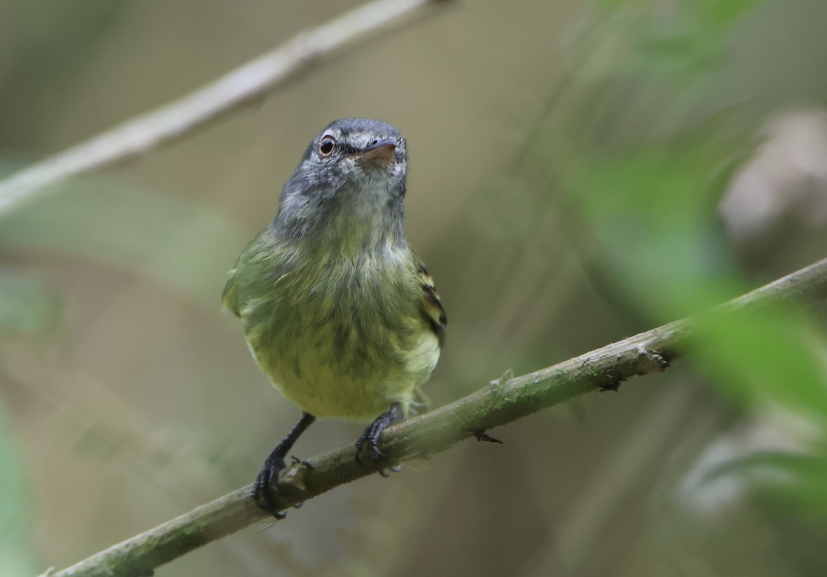 White-fronted Tyrannulet - ML645511756