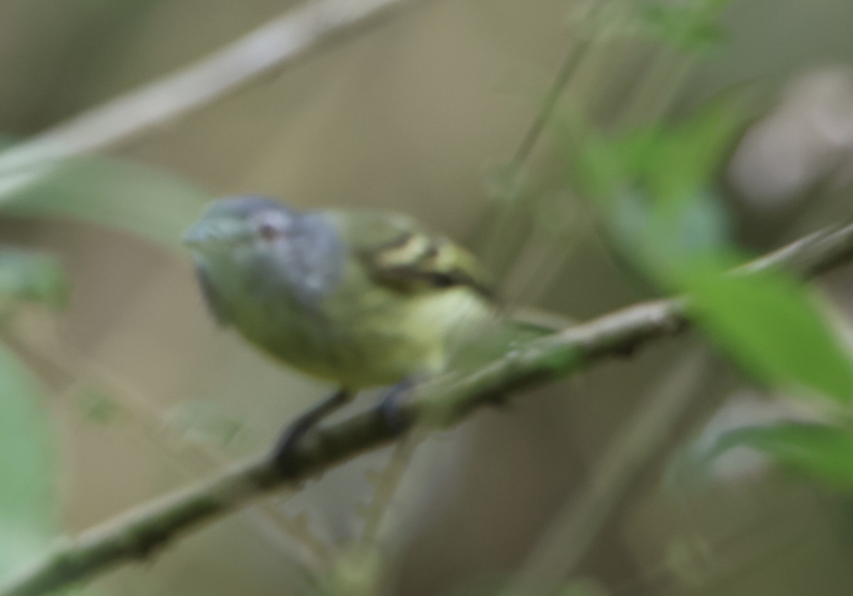 White-fronted Tyrannulet - ML645511757