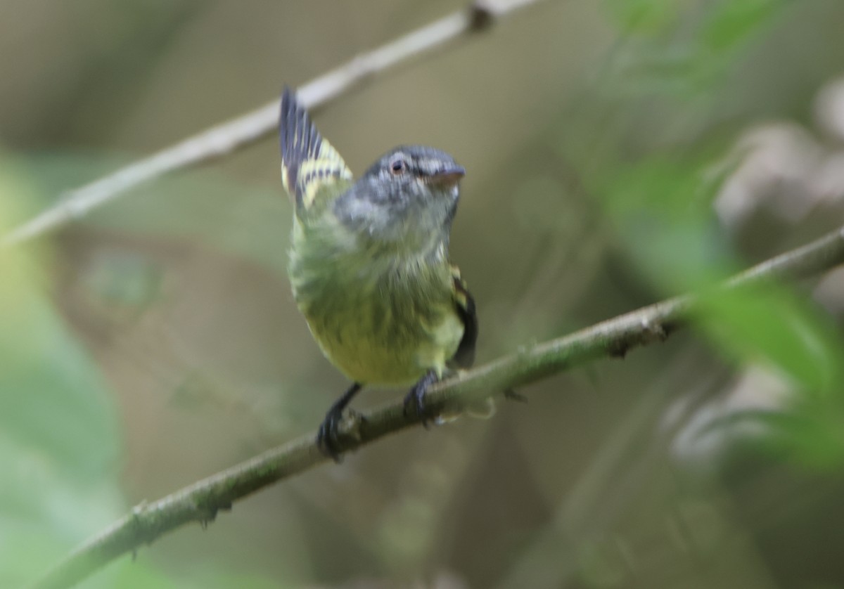 White-fronted Tyrannulet - ML645511758