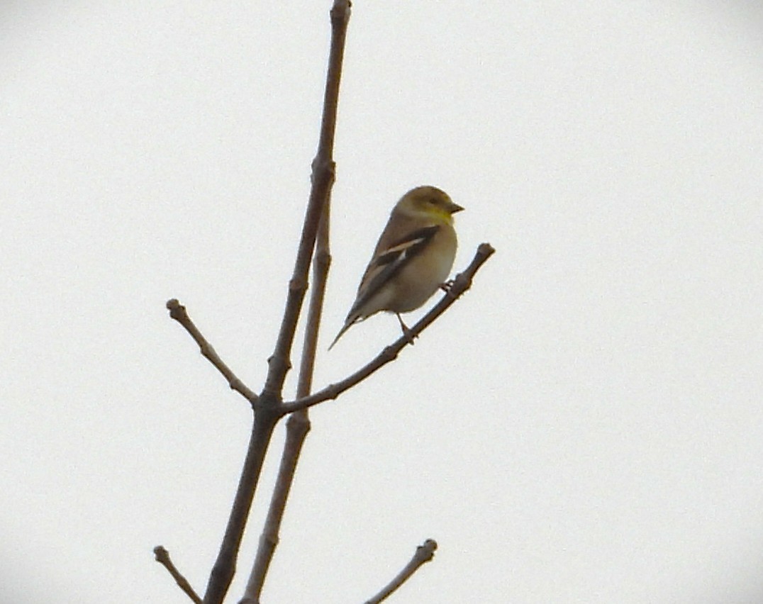 American Goldfinch - ML645511763