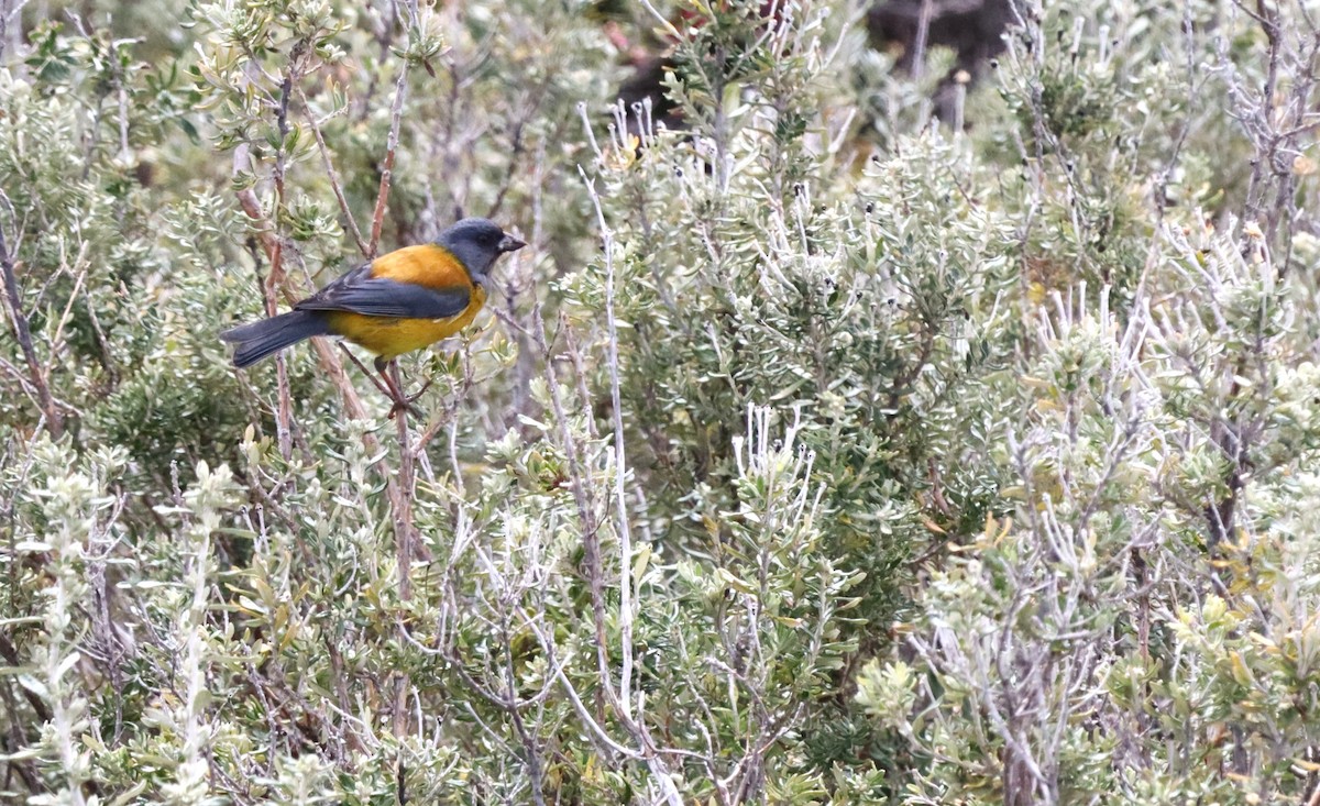 Patagonian Sierra Finch - ML645511767
