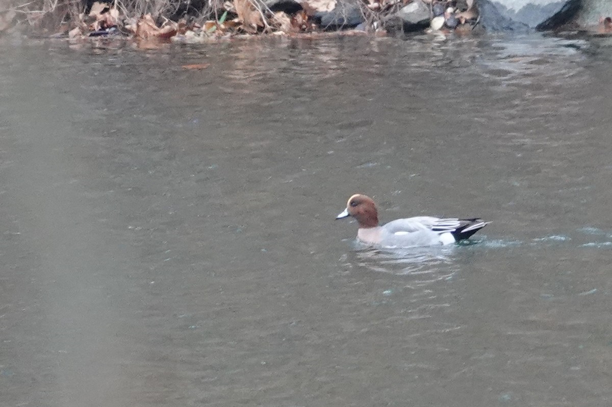 Eurasian Wigeon - ML645511769