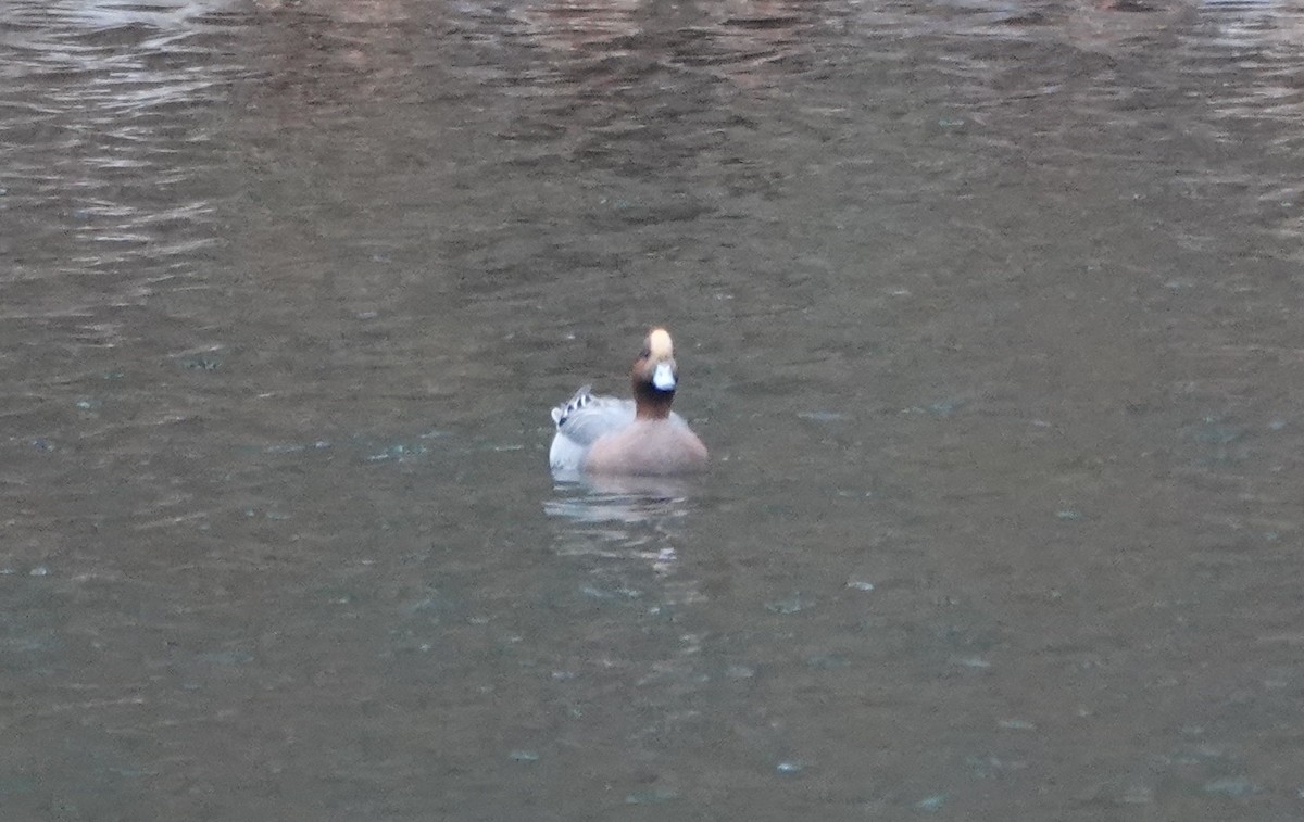 Eurasian Wigeon - ML645511770