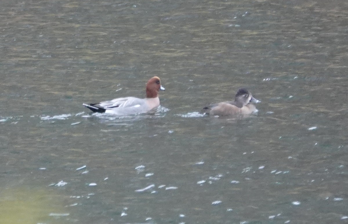 Eurasian Wigeon - ML645511771