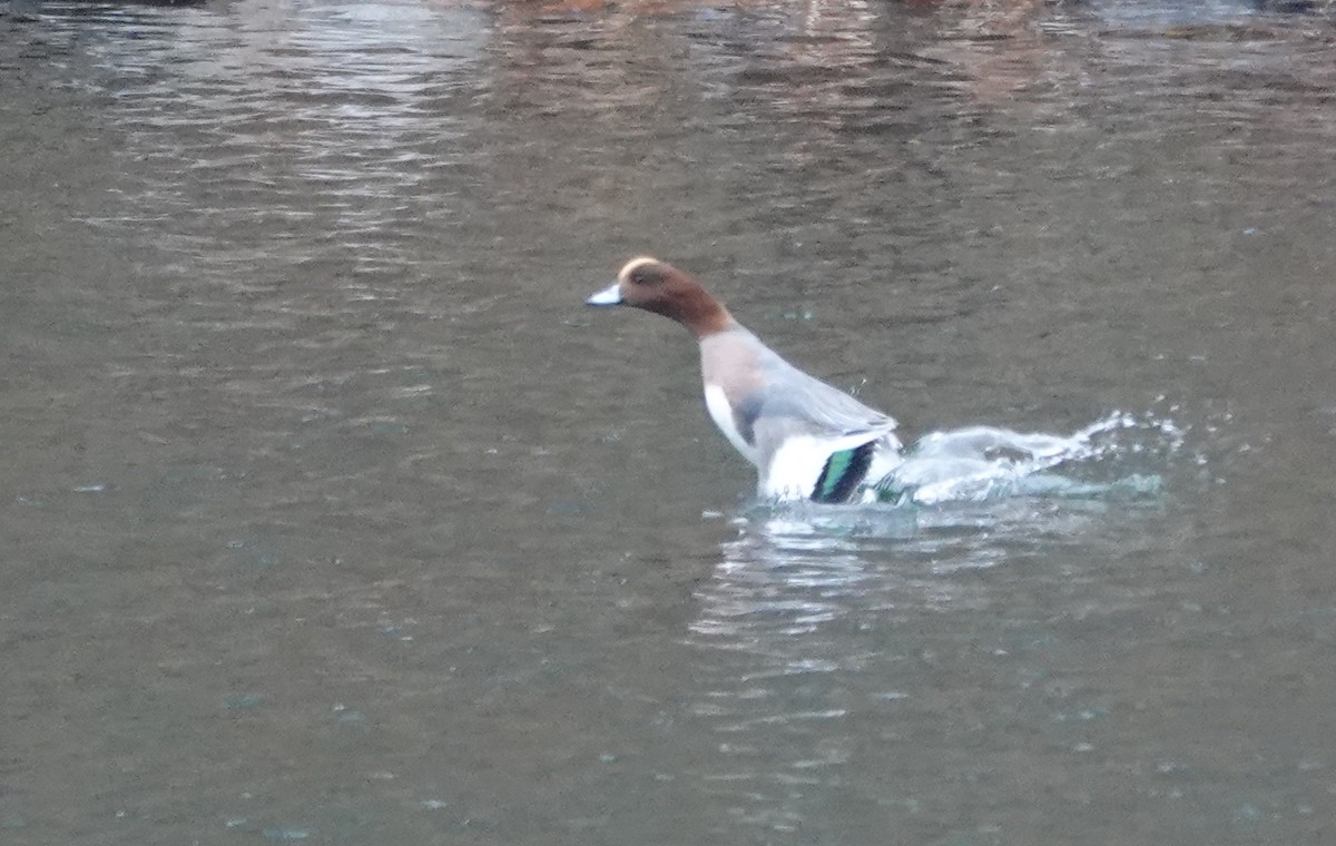 Eurasian Wigeon - ML645511772