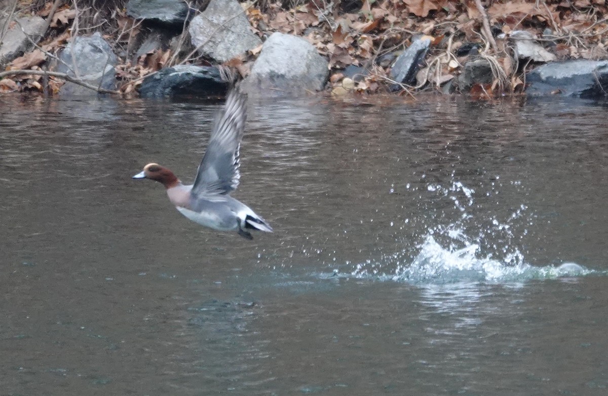Eurasian Wigeon - ML645511773