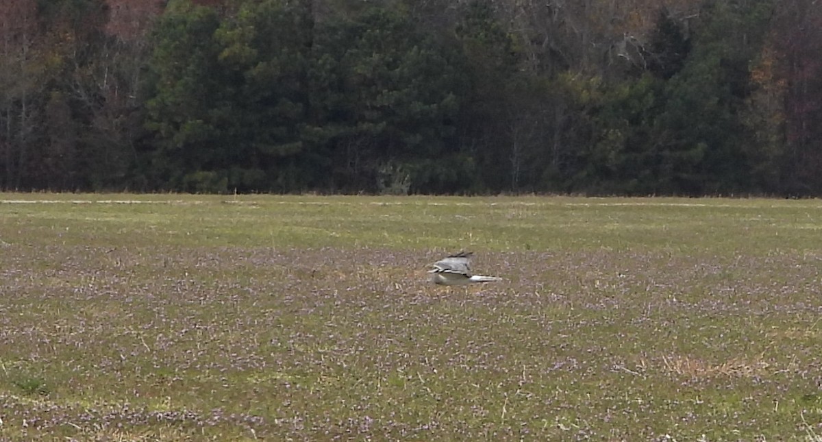 Northern Harrier - ML645511775