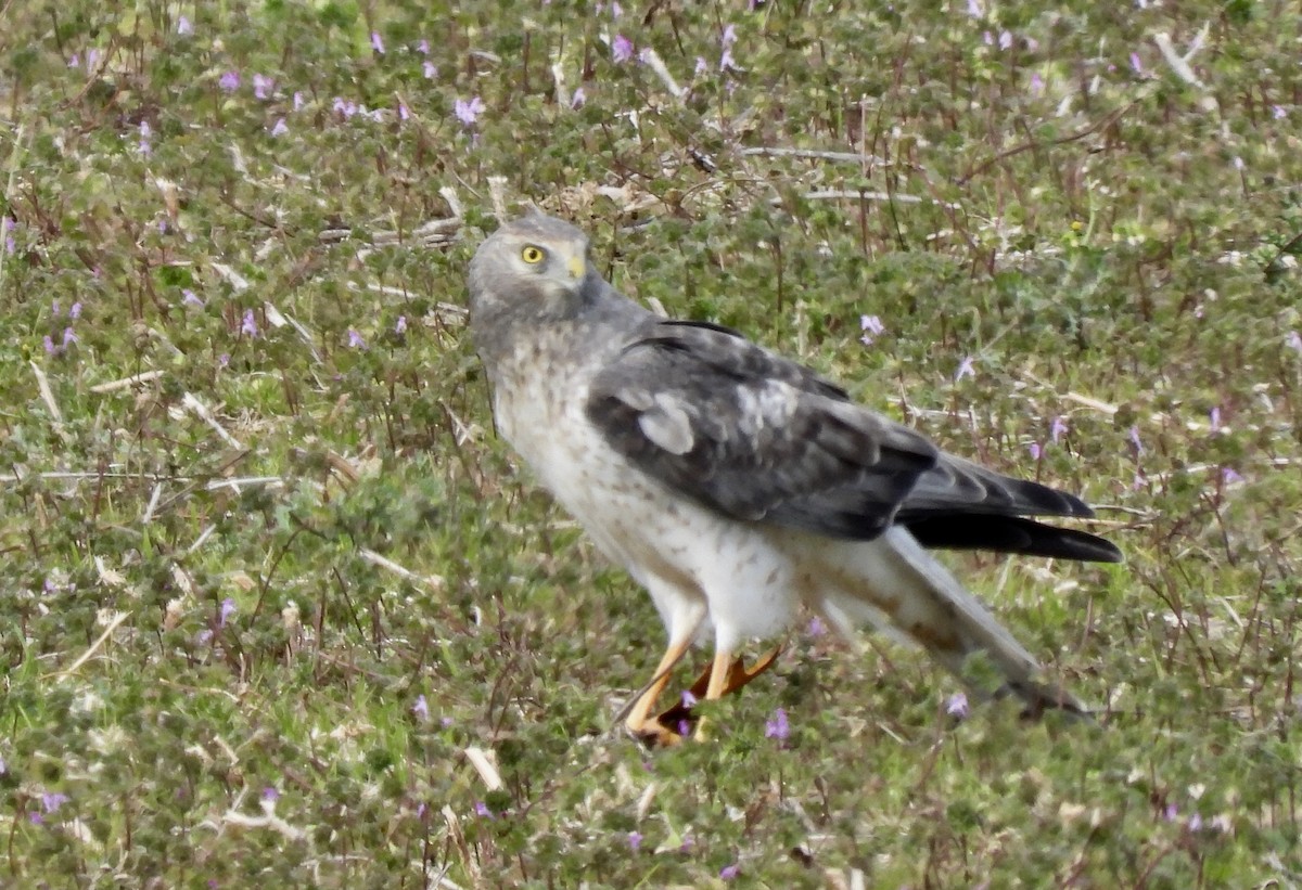 Northern Harrier - ML645511776