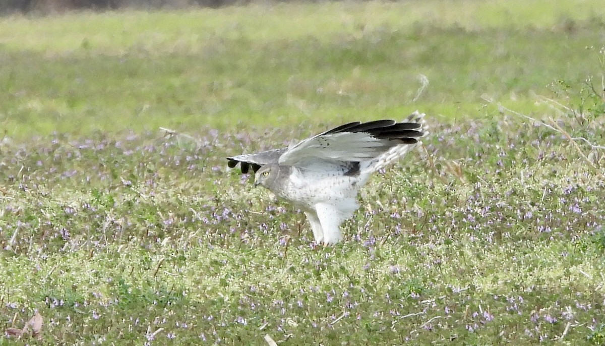 Northern Harrier - ML645511778