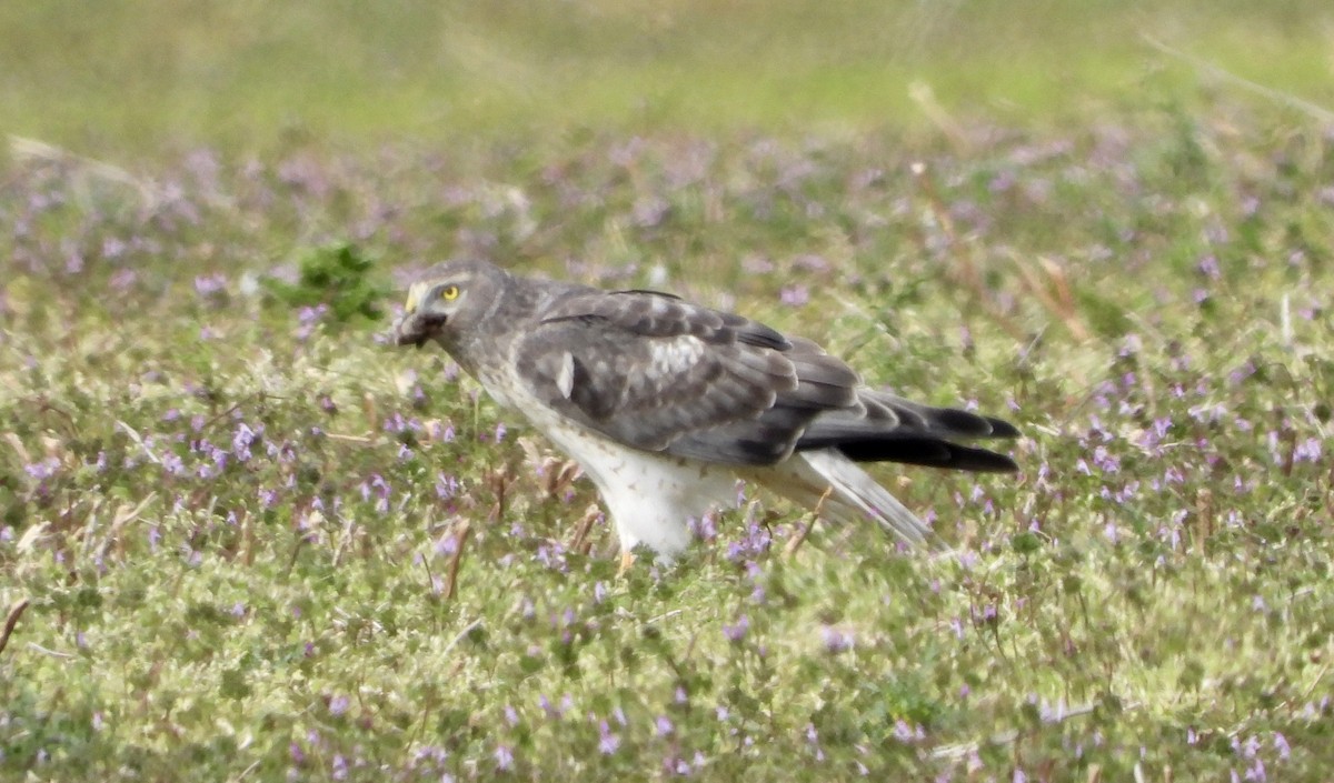Northern Harrier - ML645511779