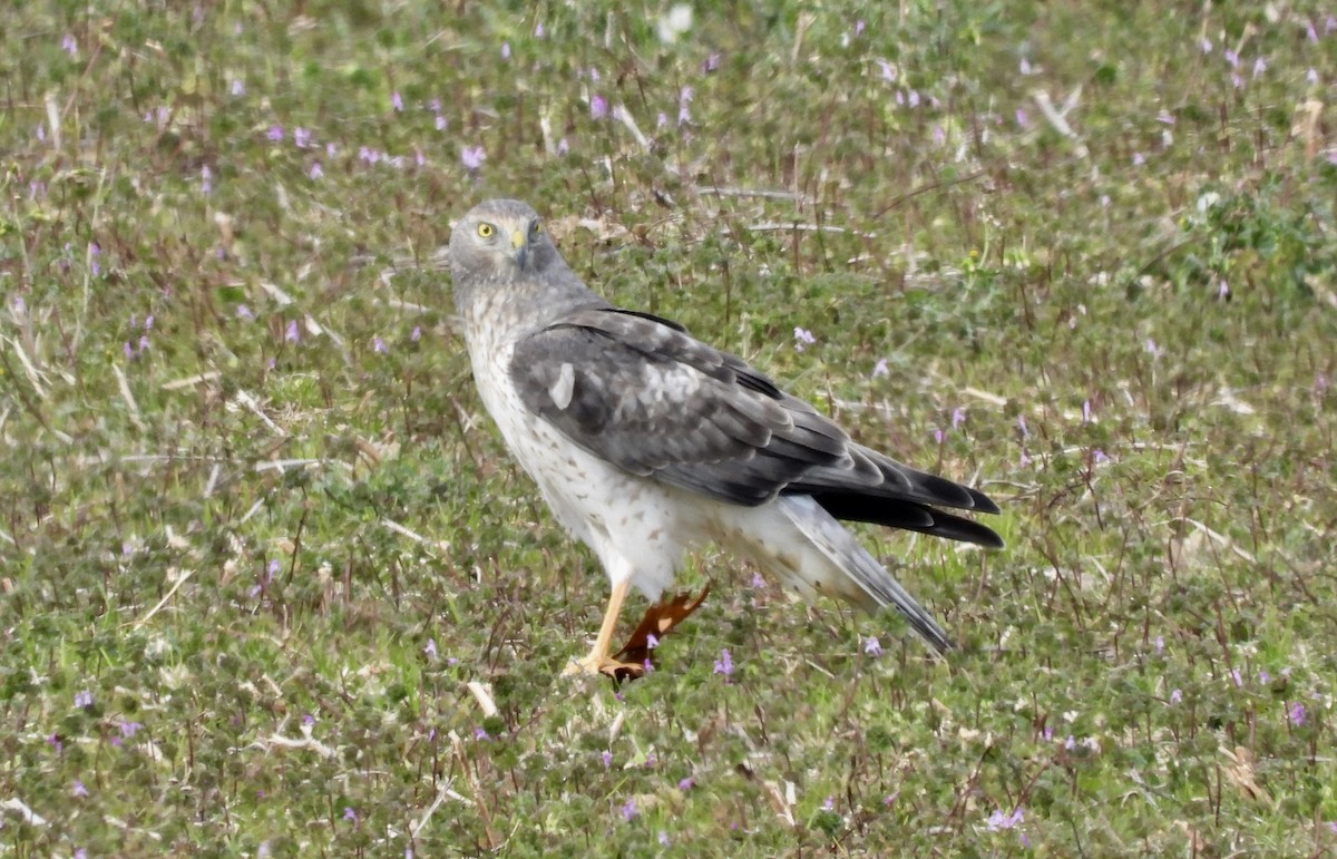 Northern Harrier - ML645511780