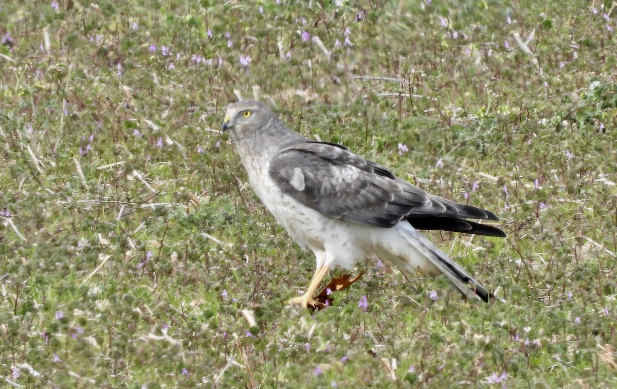 Northern Harrier - ML645511781