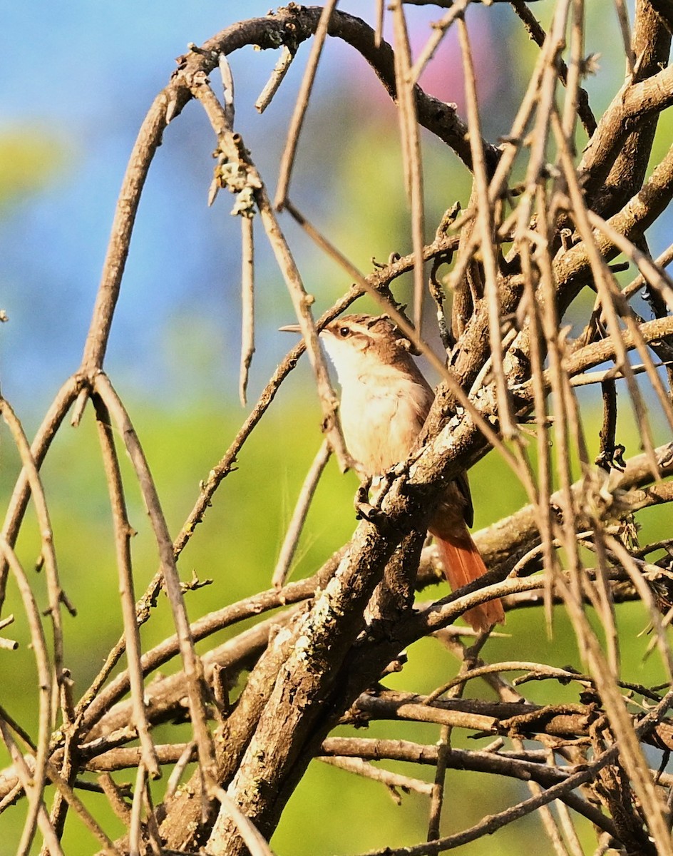 boliviamarkløper - ML645511798