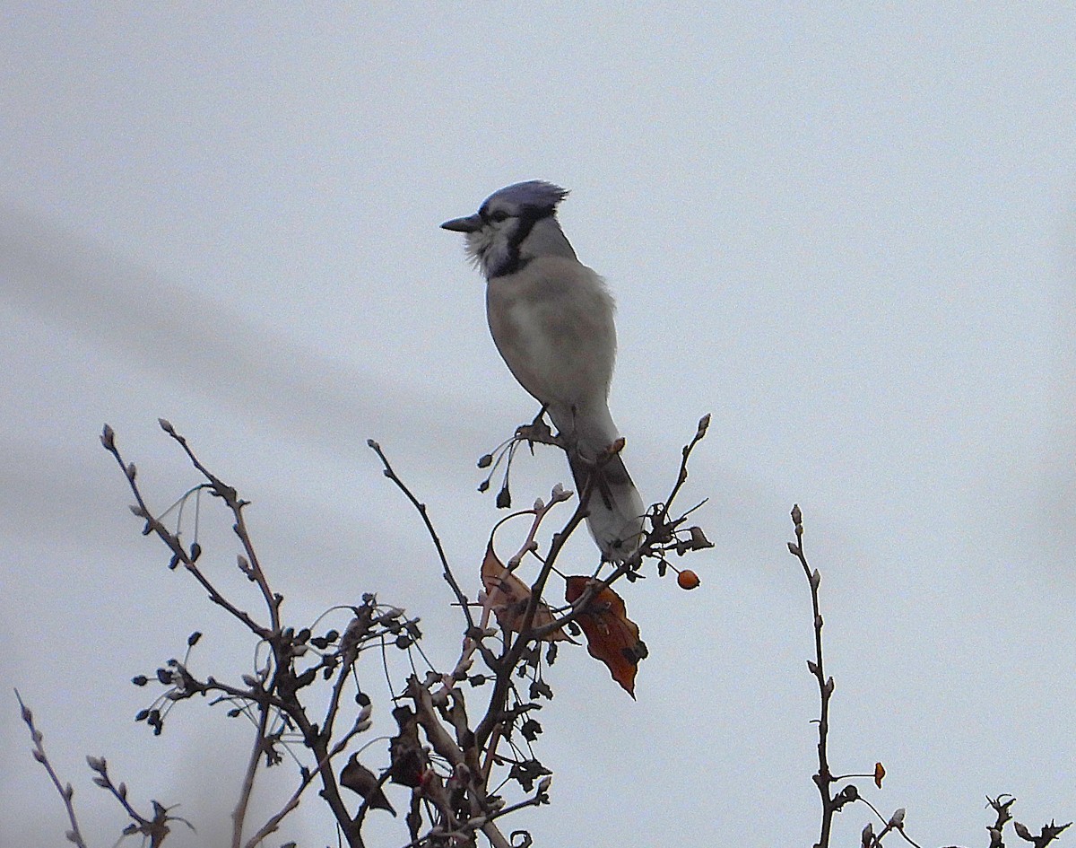Blue Jay - ML645511799