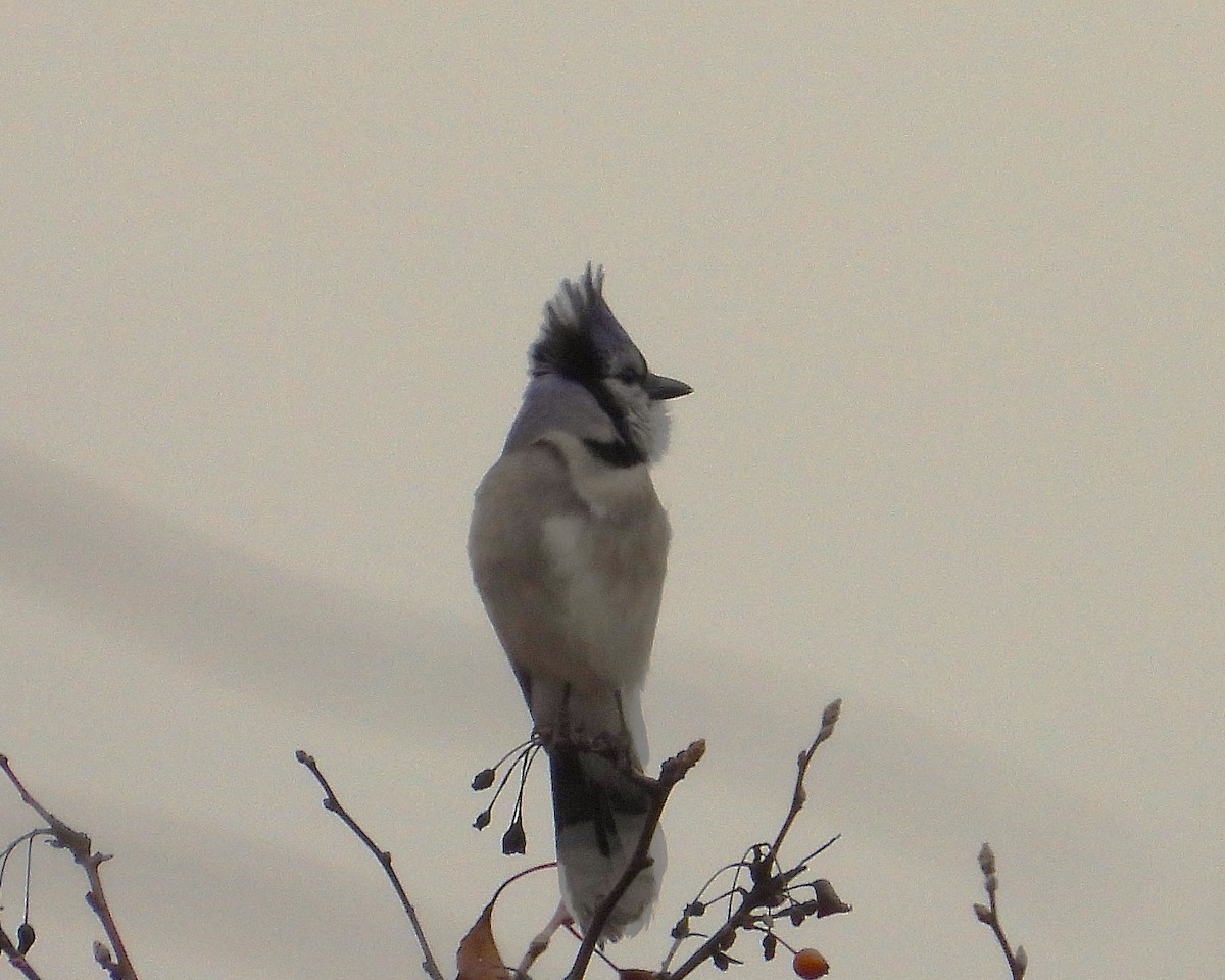 Blue Jay - ML645511800