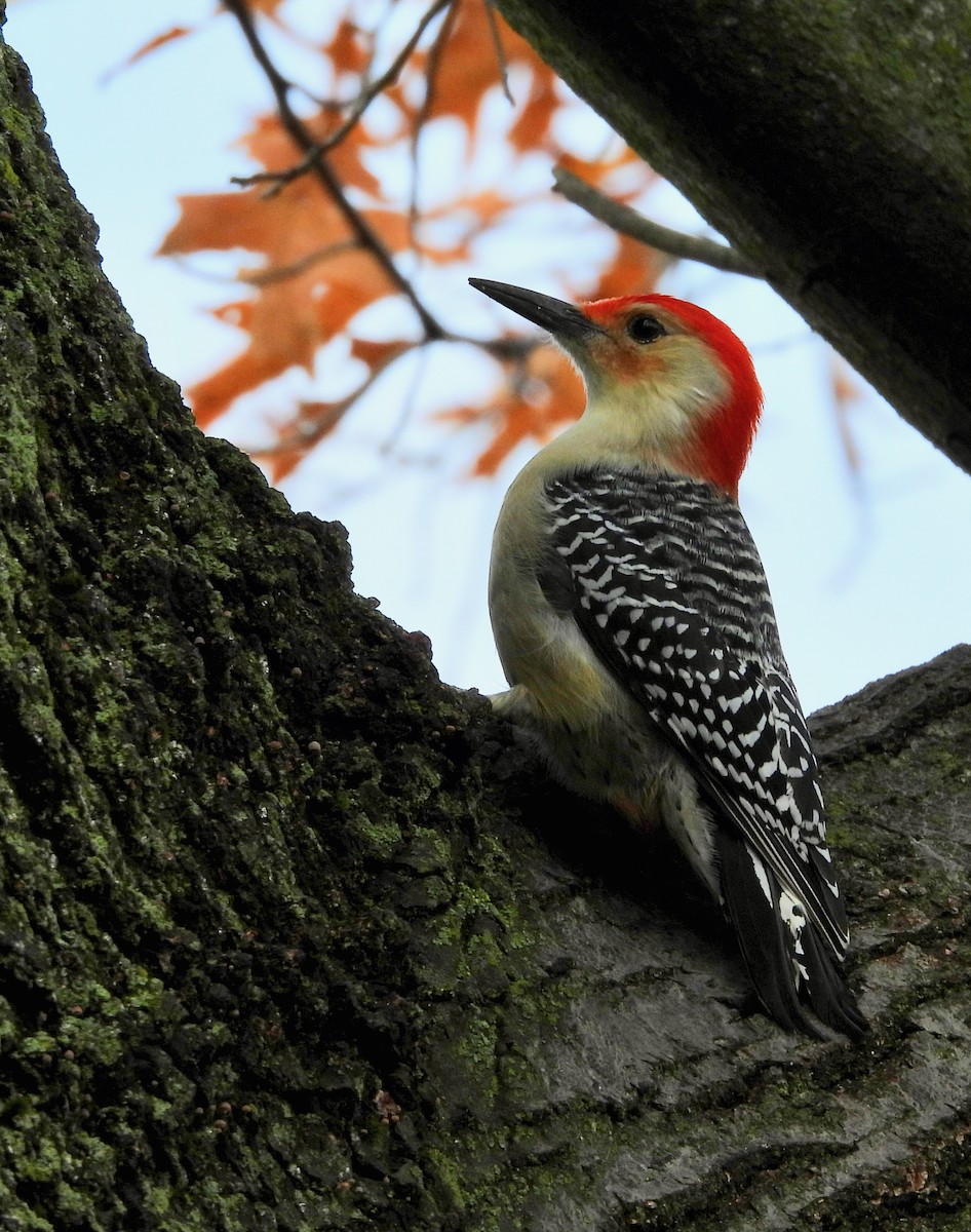 Red-bellied Woodpecker - ML645511804