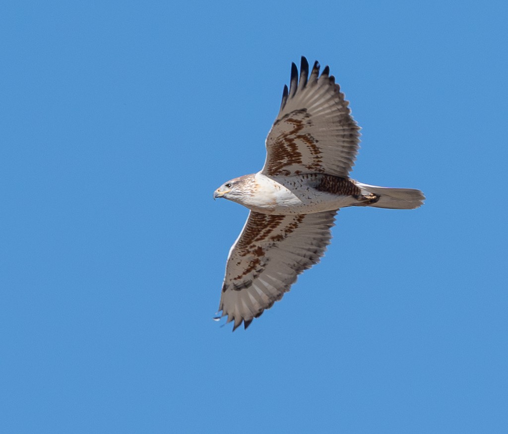 Ferruginous Hawk - ML645511807