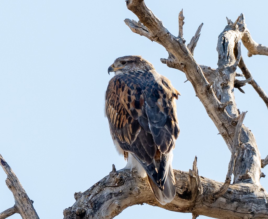Ferruginous Hawk - ML645511808