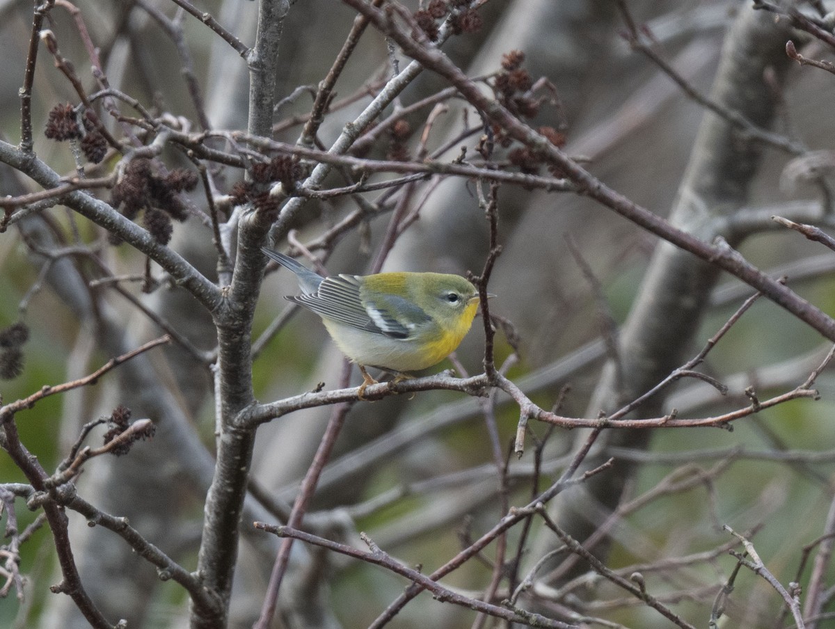 Northern Parula - ML645511810