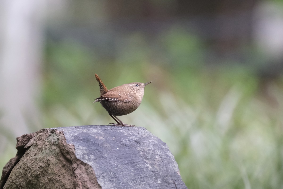 フユミソサザイ - ML645511811