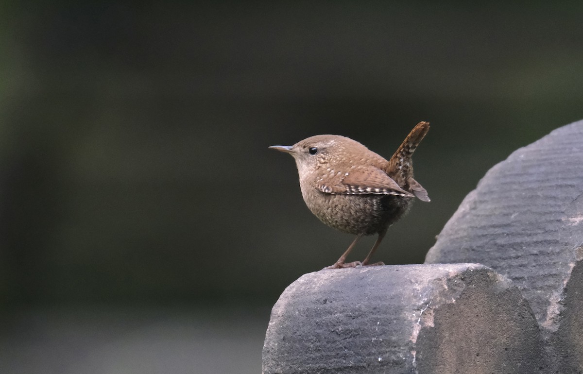 フユミソサザイ - ML645511812