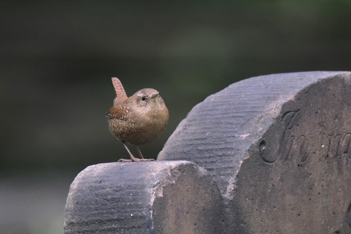 フユミソサザイ - ML645511813