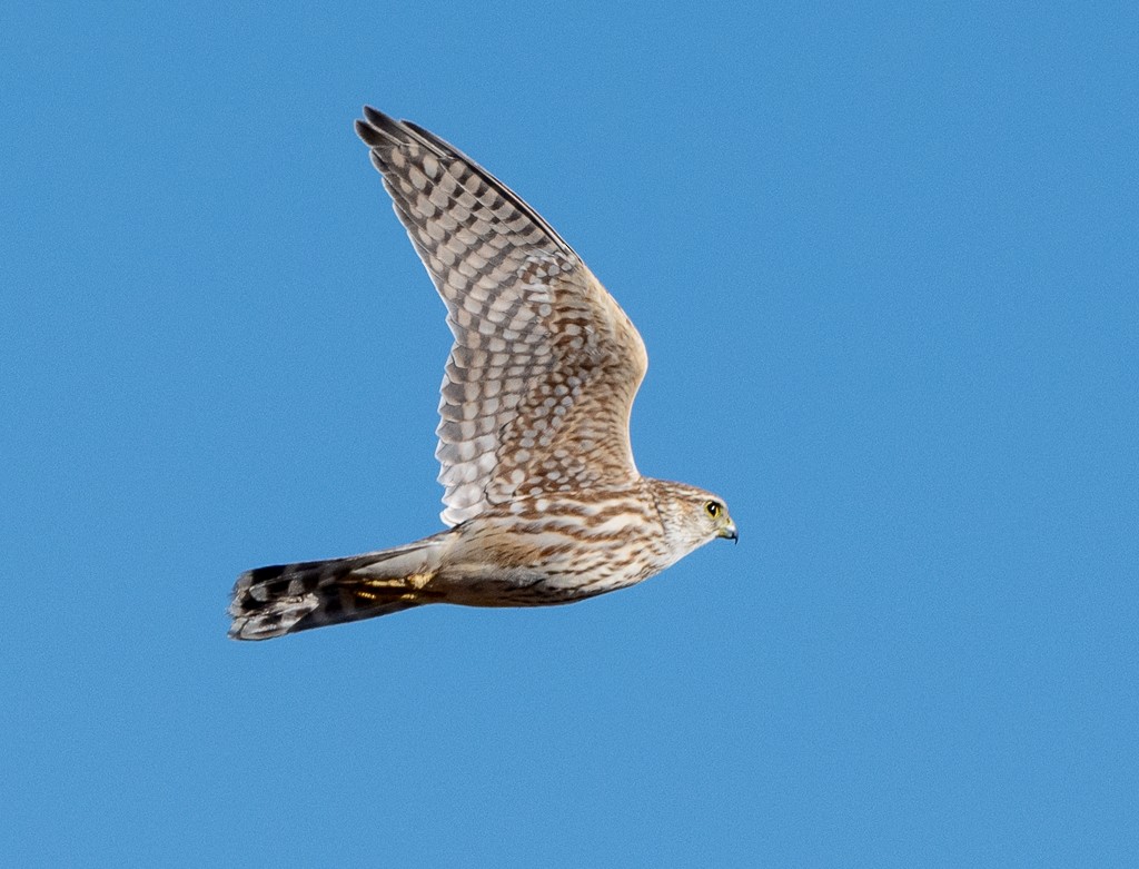 Merlin - ML645511816