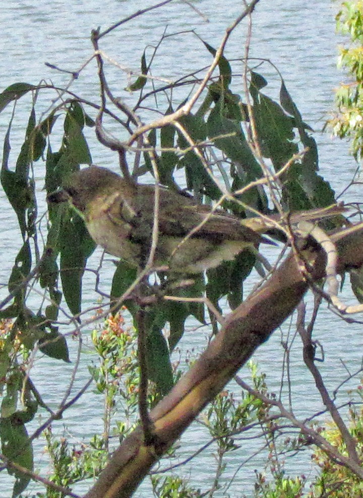 Dusky Robin - ML645511819