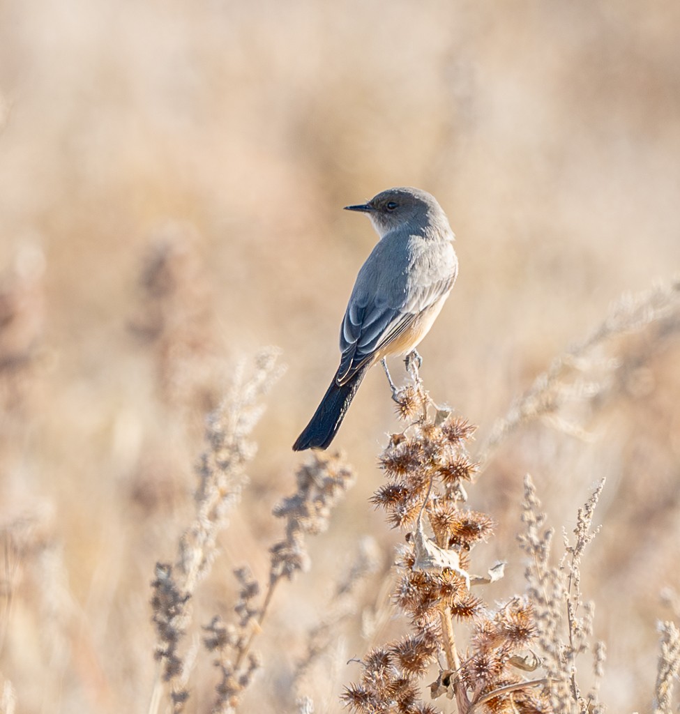 Say's Phoebe - ML645511821
