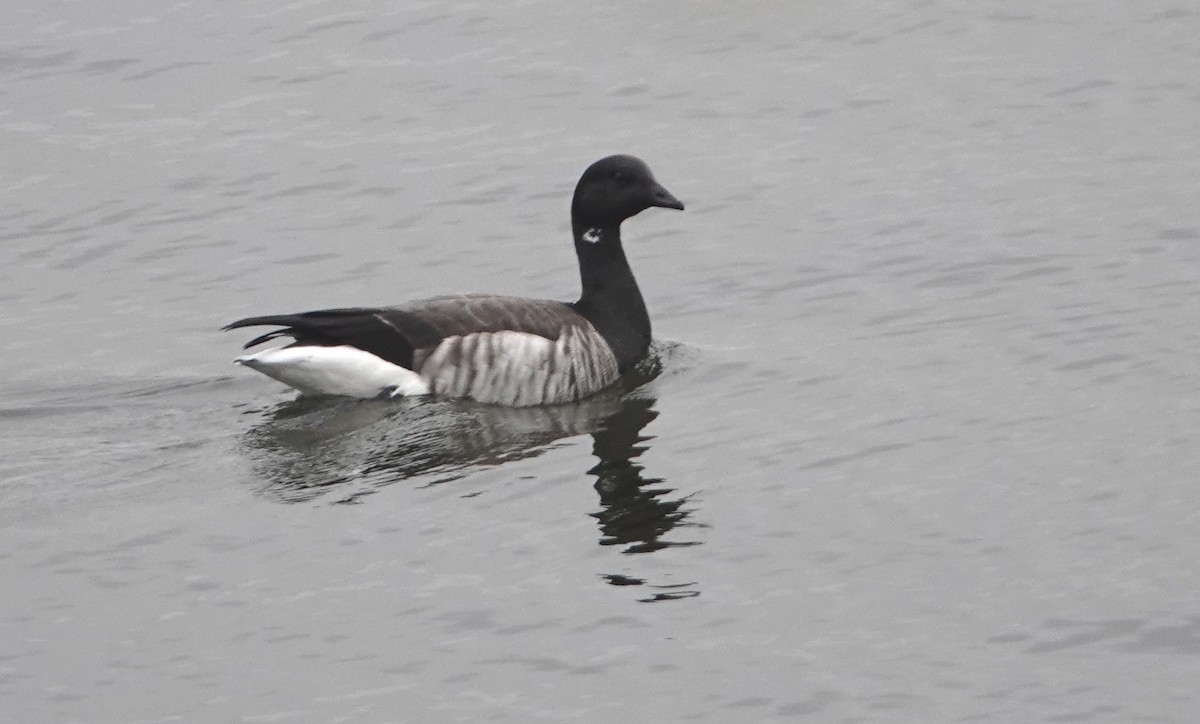 Brant - ML645511822