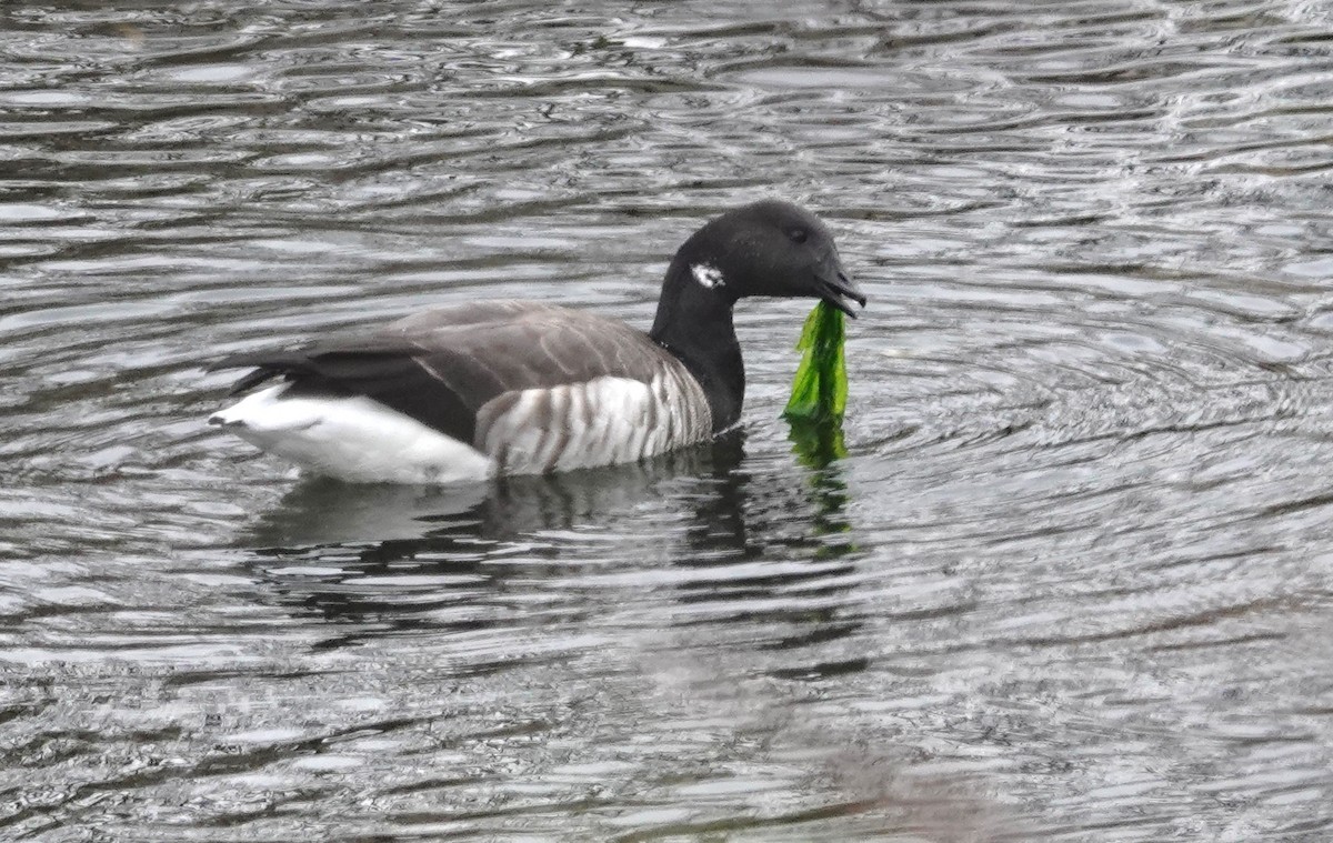 Brant - ML645511823
