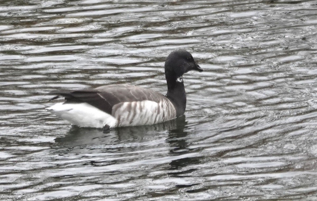 Brant - ML645511825