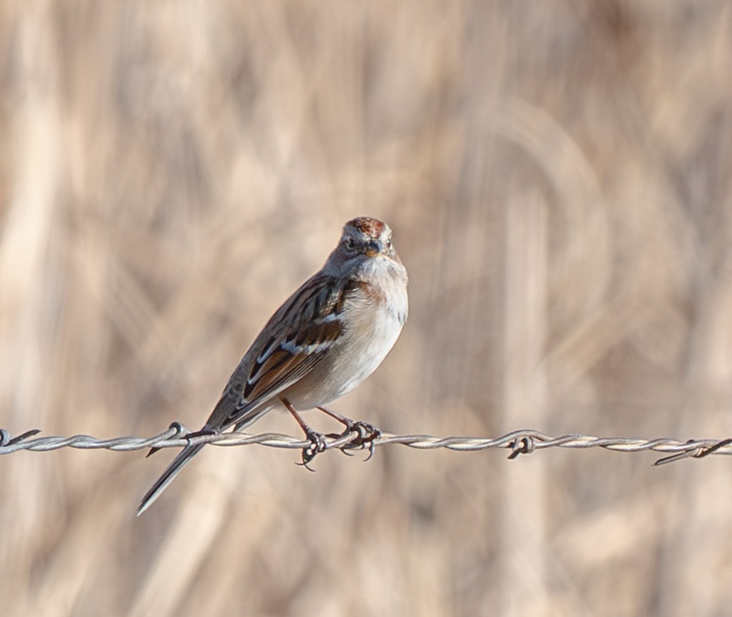 American Tree Sparrow - ML645511829