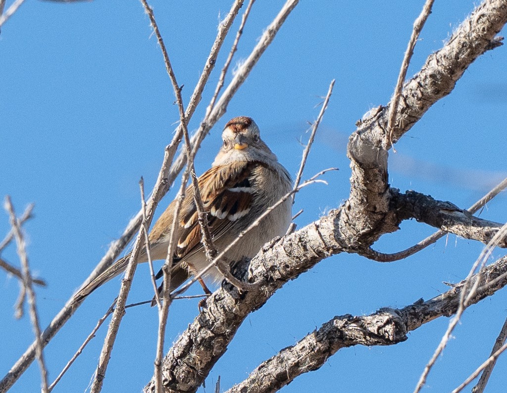 American Tree Sparrow - ML645511830