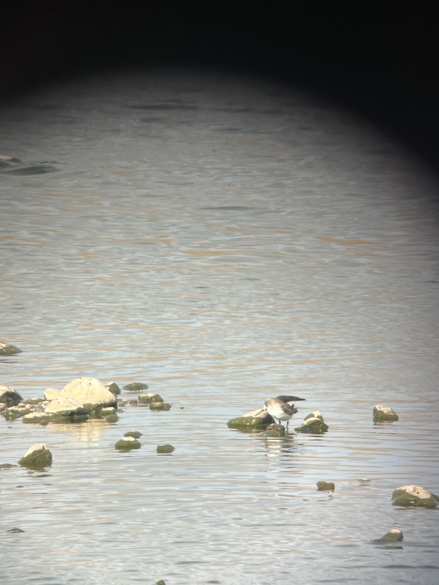 Хар элсэг - ML645511831