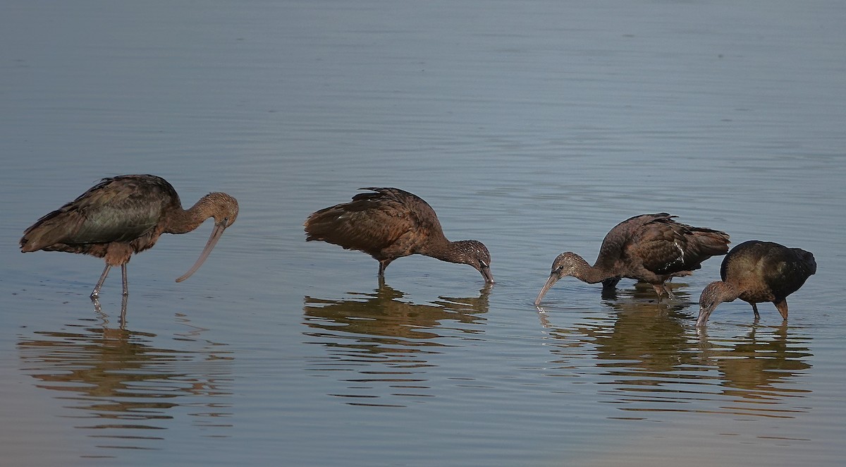 Glossy Ibis - ML645511836